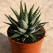 This piece was left out too long and it already started you can also propagate columnar cacti. Thegardengeeks Zebra Plant Plants Succulents