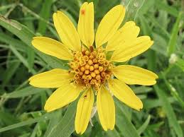 Image result for Pascalia glauca