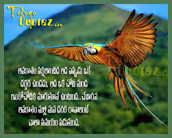 Telugu Inspirational Life Quotes Pet Birds Animals Images Nature Animals