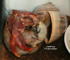 Molt Sac Hermit Crab Crab Molt