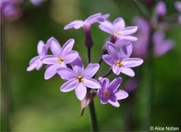 Image result for Tulbaghia cameronii