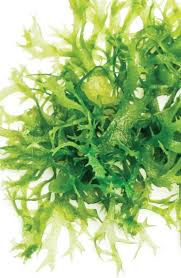 Rumah inovasi budi daya rumput laut (seaweed cultivation in indonesia). Suka Rasa Rumpai Laut Empat Restoran Dan Hidangan Tandatangan Untuk Dicuba Hidup 2021