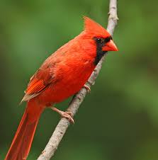 The cardinals were an american r&b group of the 1950s. State College Pa Nature S Ways Northern Cardinal The Christmas Bird