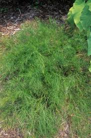 Image result for Asparagus schroederi