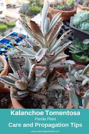 Panda Plant Kalanchoe Tomentosa Types Of Succulents Plants Succulents