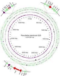 It was meant to break down the root system of a plant. Comparative Genomics Analysis Of Raoultella Planticola S25 Isolated From Duck In China With Florfenicol Resistance Sciencedirect