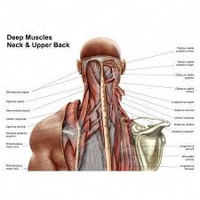 Human Anatomy Showing Deep Muscles In The Neck And Upper Back Canvas Art Stocktrek Images 17 X 12 Whatistin Anatomy Human Anatomy Workout For Flat Stomach