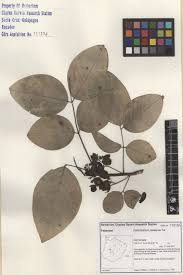 Image result for Centrolobium