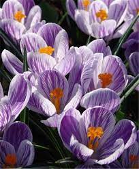 Crocus Vernus Pickwick Bulb Flowers Crocus Flower Crocus