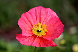 Compare prices & read reviews. Growing Poppies In Pots From Seed A Planting Guide Gardening Tips