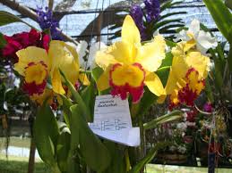 Tipo di vaso di fiori. Crescere E Prendersi Cura Delle Orchidee A Casa Coltivazione Propagazione Cura E Trapianto Di Orchidee A Casa