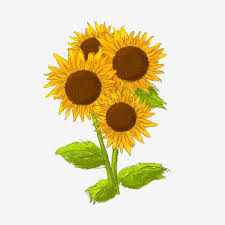 Bunganya akan mekar secara periodik atau bunga matahari merupakan kelompok tanaman perdu. Gambar Elemen Bunga Matahari Yang Digambar Tangan Clipart Bunga Matahari Gaya Digambar Tangan Bunga Matahari Png Transparan Clipart Dan File Psd Untuk Unduh Gratis