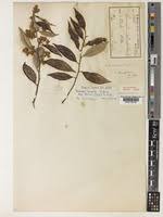 Image result for Parinari excelsa