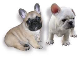 New and used items, cars, real estate, jobs, services, vacation rentals and more virtually anywhere in vancouver. Amberbull French Bulldogs Vancouver Bc Canadian Kennel Club Registered Amberbull French Bulldogs Vancouver Bc