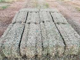 Rhizomal perennial peanut does not reproduce by seed; 1 Perennial Peanut Hay