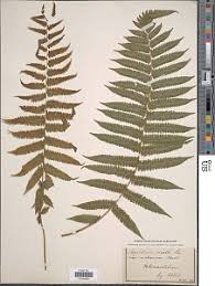 Image result for Christella hispidula
