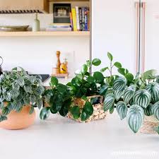 Image result for Peperomia molleri