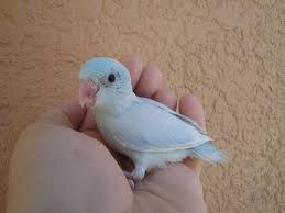 Pin By Mark Tremaine On Baby Birds Baby Parakeets Bird Aviary Cute Kawaii Animals