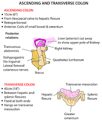 Ascending And Transverse Colon Pelvis Anatomy Multiple Sclerosis Microbiology