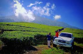 Selain itu, kamu juga dapat mengambil foto yangg instagramable di kebun teh tersebut. 6 Wisata Kebun Teh Di Jawa Timur Ini Gak Kalah Keren Dengan Di Puncak