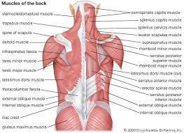 Residenceevil july 4, 2019, 7:57pm #1. Upper Back Anatomy Muscles Anatomy Drawing Diagram