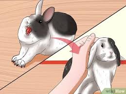 The best way to figure out why your cat stinks is to determine the source of the odor. How To Stop A Rabbit S Biting Habit 15 Steps With Pictures