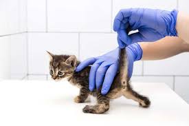 Always had boys but only one girl. Sexing Kittens How To Determine The Sex Of Your Kitten All About Cats
