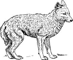 Coyote Jackal Coloring Pages For Kids Preschool And Kindergarten Avengers Coloring Pages Fox Coloring Page Avengers Coloring