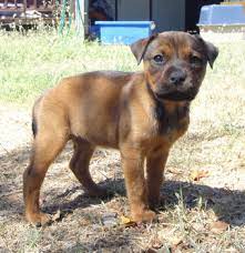 Here are the most interesting and unique rottie mixes from the internet. Pin On Kanine Kisses