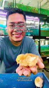 Ayam Lohman Brown Kuantan