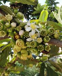 Image result for Bellucia pentamera