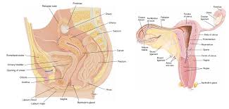 Maybe you would like to learn more about one of these? Female Reproductive System In Human