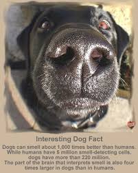 Interesting Dog Facts Dog Facts Dog Nose Animal Noses
