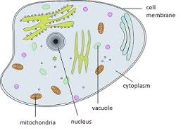 Check spelling or type a new query. Plant Cell Vs Animal Cell Sutori