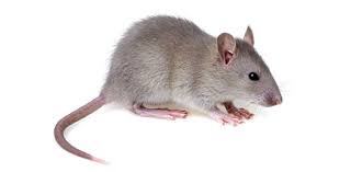 If you know, you know. Are You A Rat Lover Proprofs Quiz
