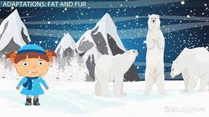 However, polar bears don't live where a lot of people live so the number of potential encounters per year how do you describe the physiological adaptations of a polar bear? Polar Bear Adaptations Lesson For Kids Video Lesson Transcript Study Com