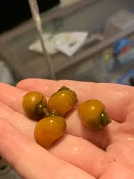 These restaurants also employ general an. These Babies Are Available Free Just Pay Shipping Album On Imgur