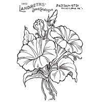 Pin By Tammy Stroud On Coloring Flowers Morning Glory Tattoo Flower Drawing Morning Glory Flowers