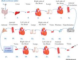 But i think the answer should be hepatic vein, because the liver produces urea and other waste materials and then it pours it all in the right ventricle of the heart for. Hepatic Portal System An Overview Sciencedirect Topics