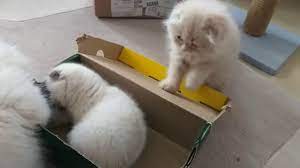 yavru kedilerin el isirmasini engellemek youtube