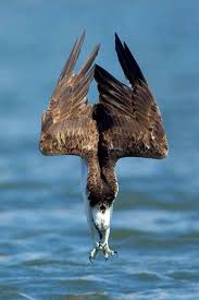 Aguila Birds Of Prey Animals Beautiful Beautiful Birds