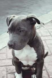 In 2001, pitbull aka mr.305 signed to. Kaufmannspuppy Hunde Tiere Hund Tiere