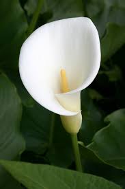pin on colecciones flores