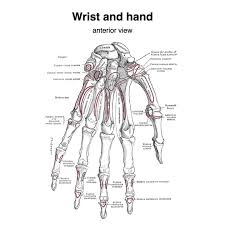 Image result for Normal Anatomic Position of the Hand and Wrist