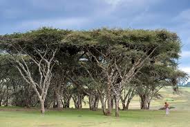 Image result for Marsdenia abyssinica