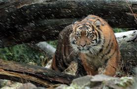 Você pode encontrar bonita criaturas terrestres papéis de parede dentro panorâmico resoluções de alta qualidade, hd ou uhd para seu computador, celular e muito mais! Papeis De Parede 4328x2816 Tigre Tigre De Sumatra Floco De Neve Animalia Baixar Imagens