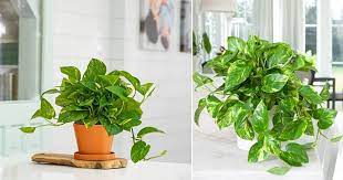 7 Secret Tips To Grow Lush Pothos Plants In 2021 Pothos Plant Plants Golden Pothos Plant