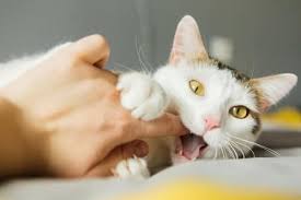 Image result for Cat Bite