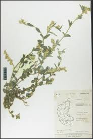 Image result for Alysicarpus glumaceus