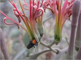Image result for Phragmanthera dschallensis